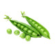 Bostana Frozen Green Peas 2.5kg